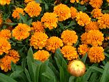 Marigold dwarf orange 